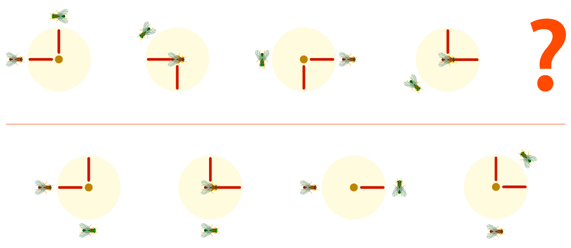 El reloj y las moscas